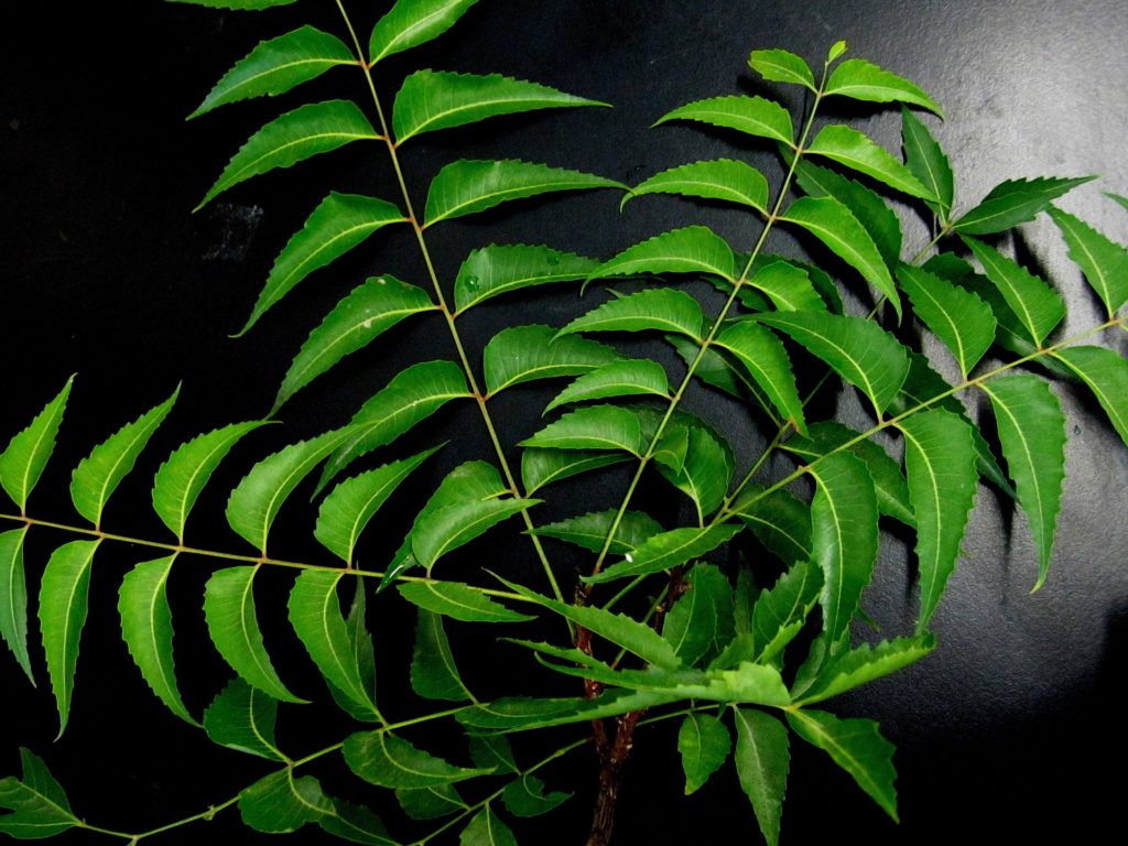 acné kystique traitement naturel lilas des Indes (neem ou margousier) 