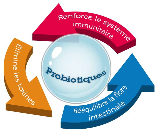Probiotique boutons : Bactéries et peau acnéique Probiotique boutons : Bactéries cutanées et leur rôle dans la rosacée et l'acné