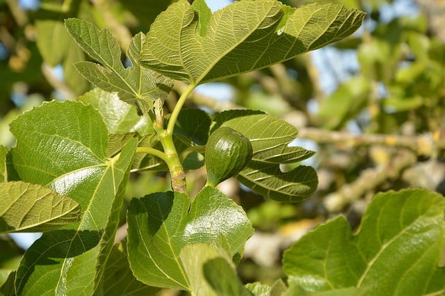 Verrues génitales traitement naturel : feuilles de figuier 