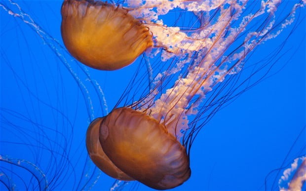 Piqûre de méduse causes
